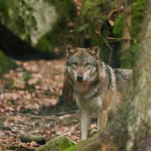 Wolf im Wald