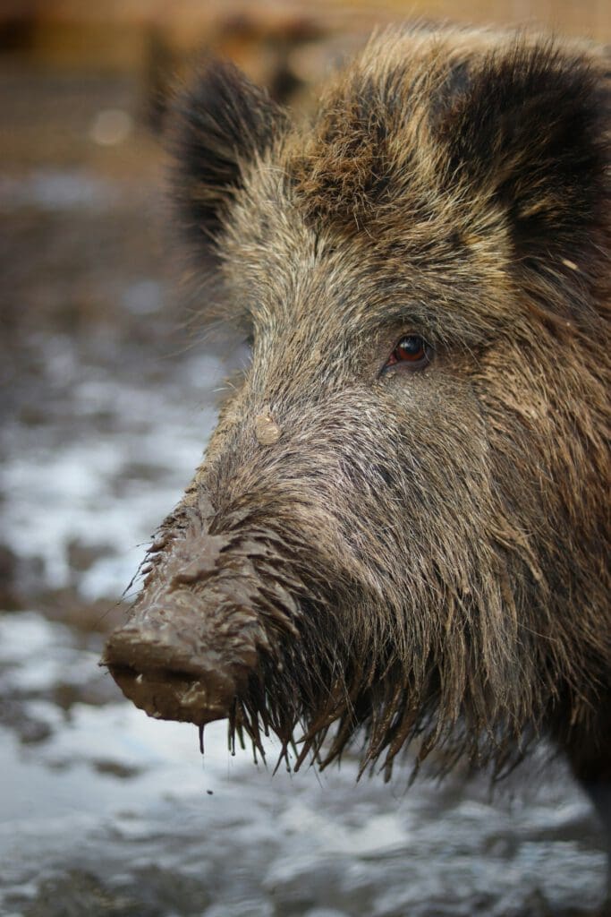 Wildschwein